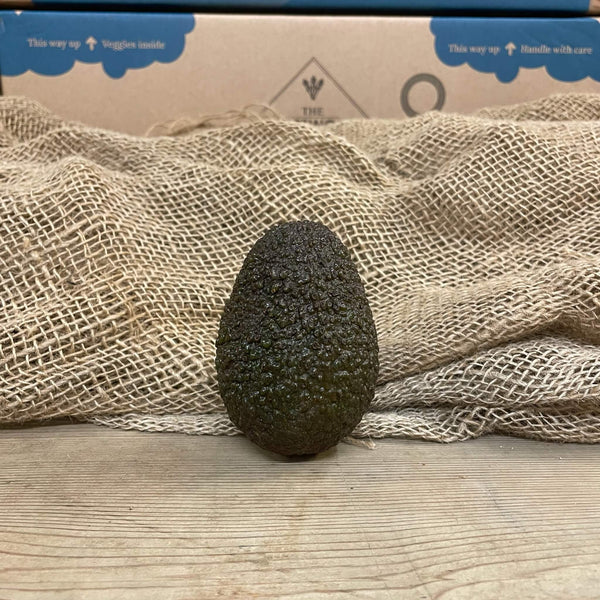 A single ripe ready to eat avocado. 
