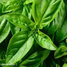 A close-up of basil leaves.