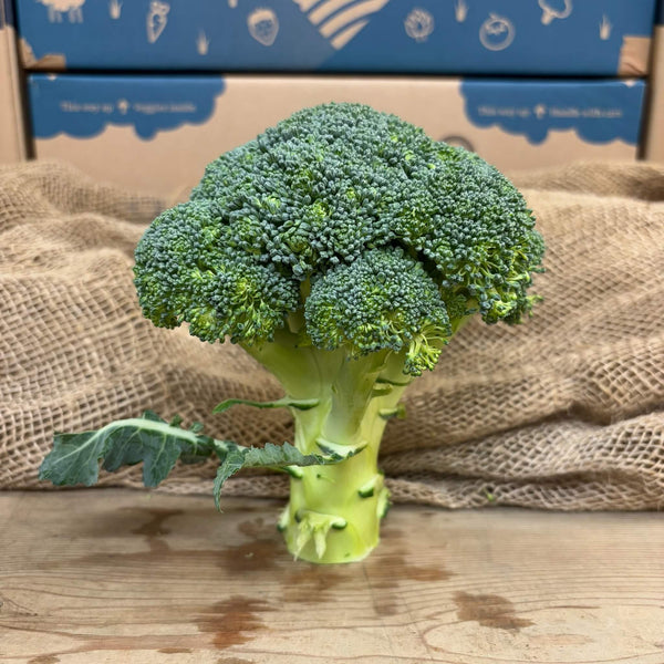 A fresh head of Drinkwater Family in Ebrington broccoli.