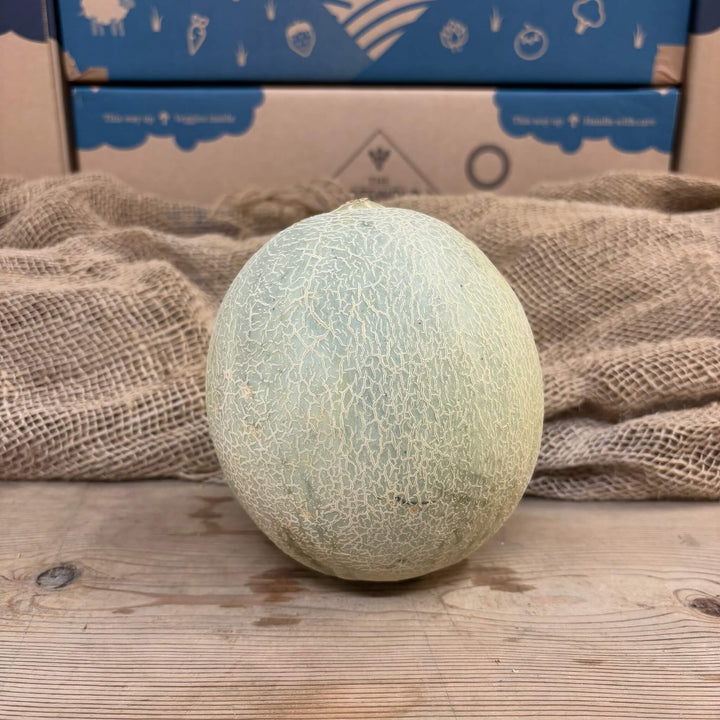 A large cantaloupe melon.