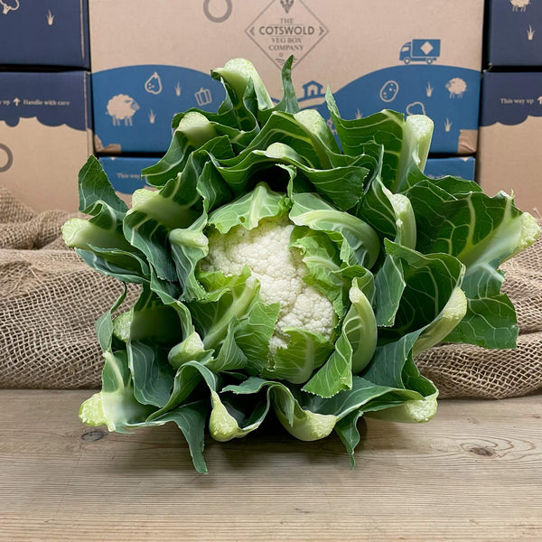 A medium sized cauliflower. 