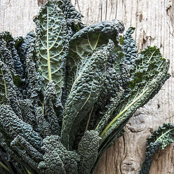 A cavalo nero.