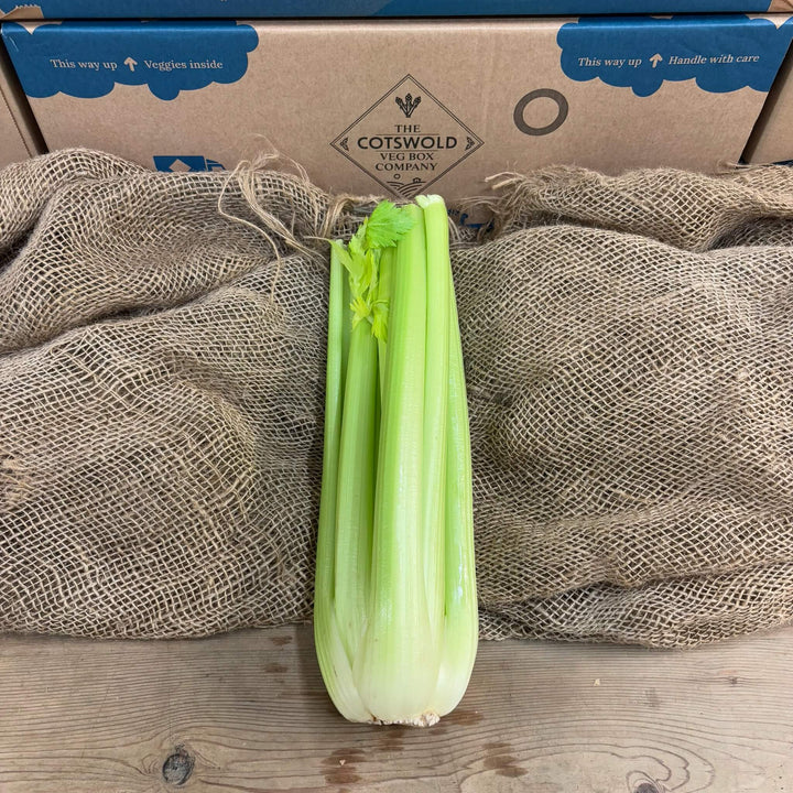 A fresh bunch of celery.