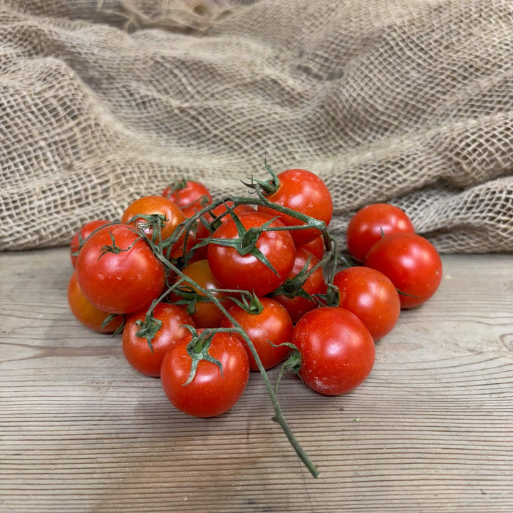 A cluster of cherry tomatoes on their vines. 