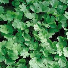 A closeup of coriander leaves.