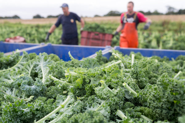 Freshly harvested curly kale in large blue bins, with two farmers in the background working in a lush green field.