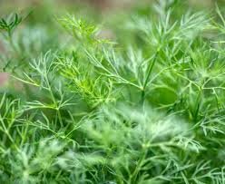 A close-up of fresh dill leaves.