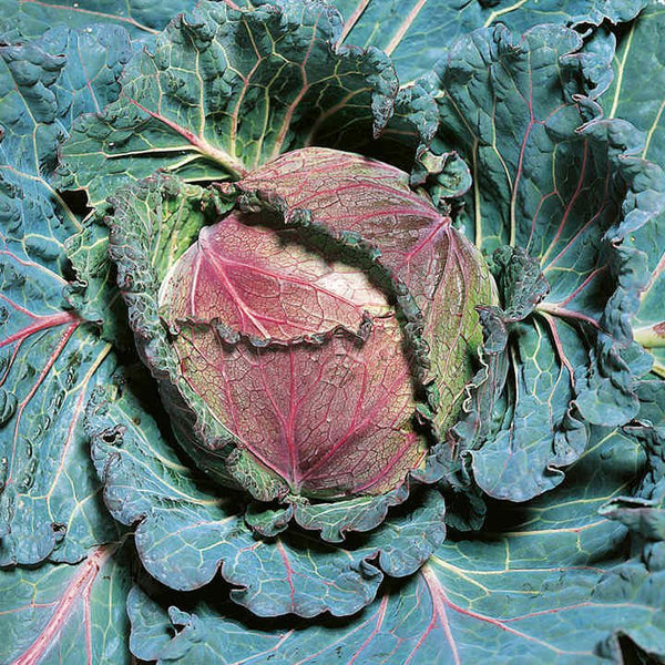 A Drinkwater's January King Cabbage.