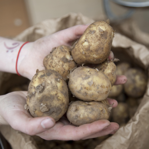 A hand holding a bunch of Drinkwater's Seletected Potatoes.