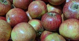 A closeup of english cox apples.
