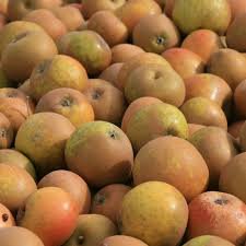 A closeup of english russet apples.