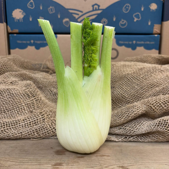 Fennel Bulb - The Cotswold Veg Box Company