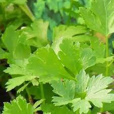 A close-up of a flat leaf parsley leaves.