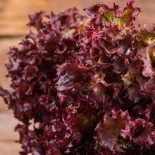 A close-up of lollo rosso lettuce.