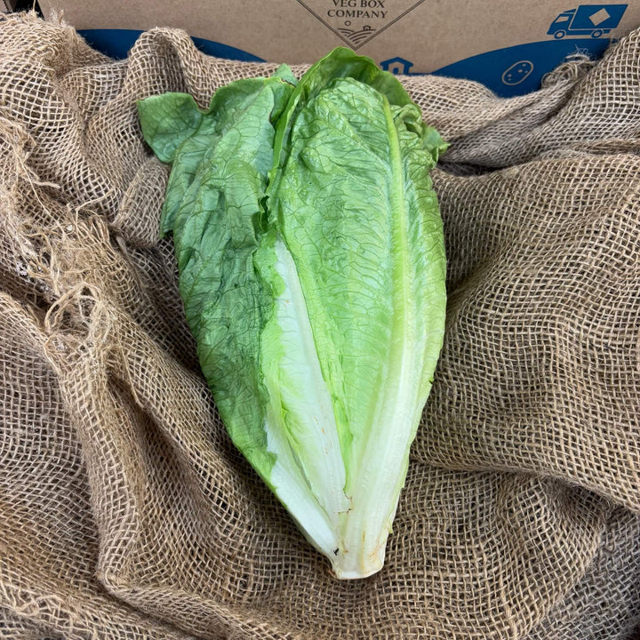 A fresh Spanish romaine lettuce.