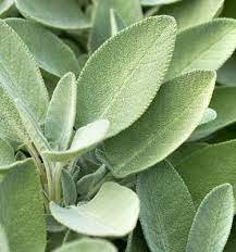 a close-up of sage leaves. 