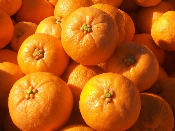 Seville Oranges - 1kg