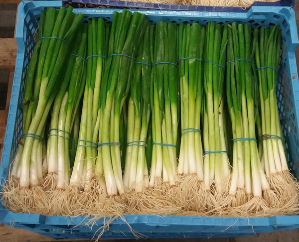 A punnet of spring onions.