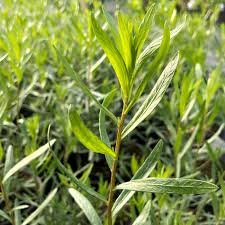 A close-up of tarragon leaves.